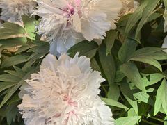-洛阳市隋唐城遗址植物园