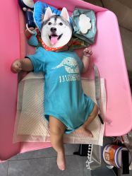 -小蓝象(五角场万达店)