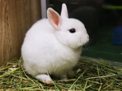 -藦茜花园宠物主题亲子互动体验馆(国顺东路店)