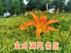 -金鸡湖景区