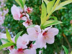 -金鸡湖桃花岛