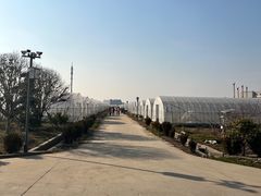 -喜杨洋草莓采摘园