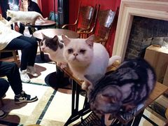 -猫色咖啡·猫咖