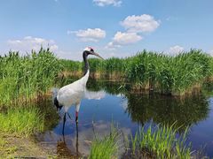 -黑龙江扎龙生态旅游区
