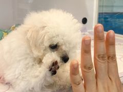 -翊宠yipet猫狗购宠庄园