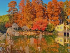 -上海共青森林公园