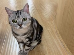 -猫和宫(六道口店)