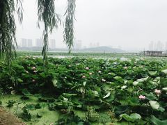 -月湖风景区