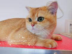 -十年猫舍·猫咪专门店(普陀店)
