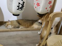 -柴迷FANS CLUB·柴犬狗咖·猫咖