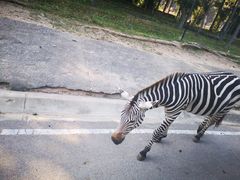 -清迈夜间动物园