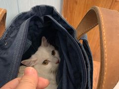 -纳吉亚猫专科动物诊疗中心(蒋宅口分院)