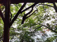 -青城山