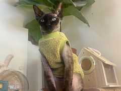 -猫小院猫主题餐厅(南锣旗舰店)