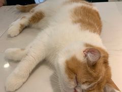 -飞行喵MR PILOT|猫舍·猫咖(静安大融城店)