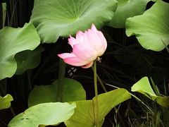 iphone_upload_pic-上海怡沁园度假酒店