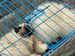 -桂林市花鸟市场