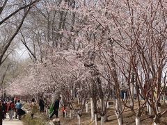 -桃花堤公园