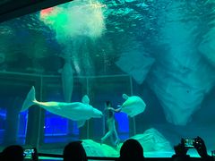 -上海海昌海洋公园-冰山北极馆