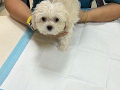 -美美宠物诊疗中心·异宠·骨科(滨江东信分院)