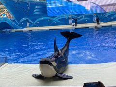 -上海海昌海洋公园