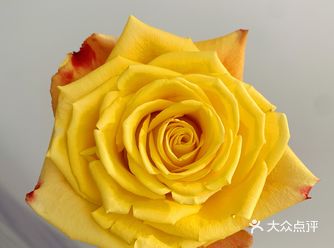 新手必入玫瑰-高質感复古金A级闪耀玫瑰