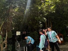 -三亚亚龙湾人间天堂鸟巢度假村