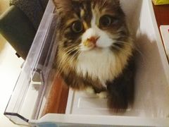 -佳怡动物医院·平价24小时·猫专科骨外科
