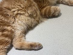 -藏猫猫咖啡主题馆(中央大道店)