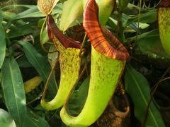 -国家植物园南园