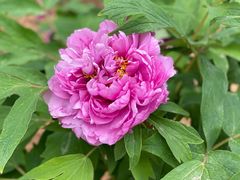 -北京西山国家森林公园