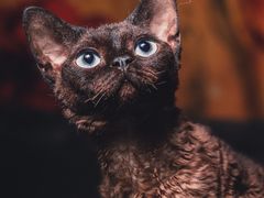 -momokira米努特·德文卷毛猫·棉花面纱犬