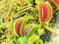 -国家植物园南园