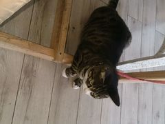 android_upload_pic-海边的猫和咖啡馆