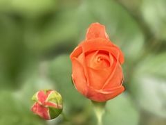 -融园咖啡馆(昙华林店)