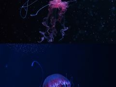 -欢乐海岸海洋奇梦馆