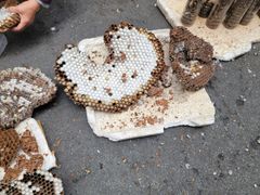 -石生肉丸(虎山中学店)