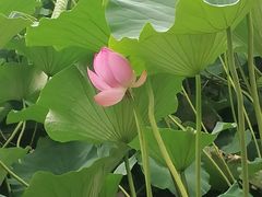 -长春市南湖公园