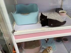 -Bastet sally猫舍购宠(静安店)