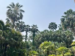 -中国科学院西双版纳热带植物园