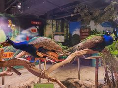 -正佳雨林生态植物园