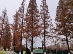 -黄海国家森林公园