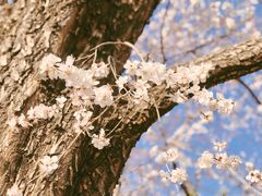 景点-朝阳公园