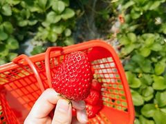 -上海多利农业发展有限公司