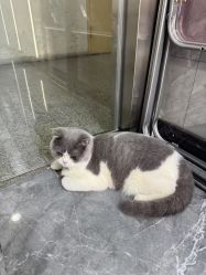 -和木形象