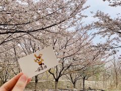 -樱花山风景区