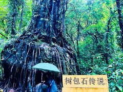 -莫里热带雨林景区