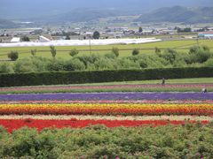 -富田农场