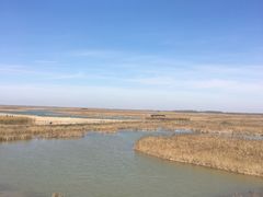 -盐城丹顶鹤湿地生态旅游区