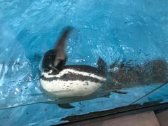 -帝企鹅自助餐厅•儿童岛•真企鹅(长隆企鹅酒店)